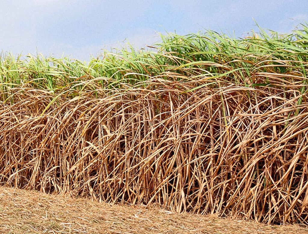 Chuvas em Abril e em Agosto impulsionaram a produtividade dos canaviais e safra de cana deve ser maior do centro-sul.